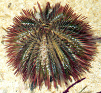 Sea Urchin, Pincushion - L. variegatus