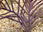 Purple Plume Gorgonian - Antillogorgia sp.