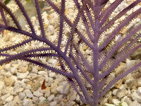 Purple Plume Gorgonian - Antillogorgia sp.