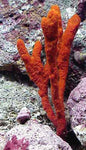 Red Tree Sponge - Amphimedon compressa