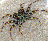 Sally Lightfoot Crabs make a very interesting addition to any reef