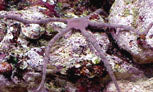 Serpent Starfish make a nice addition to any reef.