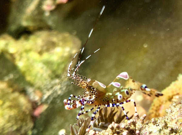 Shrimp, Spotted Anemone - Periclimenes sp