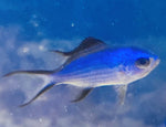 Blue Reef Fish (Small- Medium) - Chromis cyanea