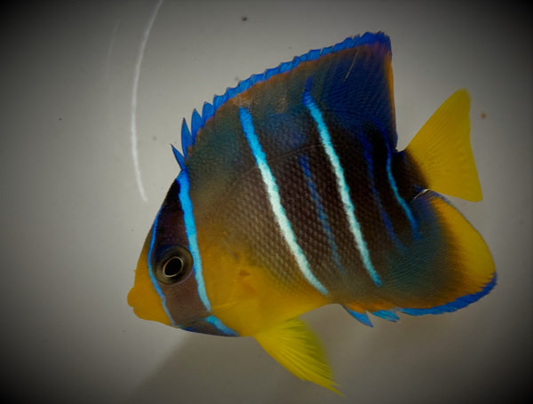 Blue Angel Fish, Small-Medium - Holacanthis bermudensis