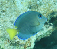 Juvenile Tang with adult colors