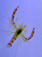 Shrimp, Golden Banded Coral - Stenopus scutellatus