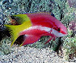 Hogfish, Cuban