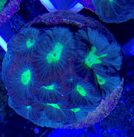Coral Frag, Green Worm Brain -Aquacultured