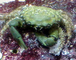 The Emerald Crab, (Mithrax sculptus) is an excellent addition to a Reef Aquarium.  These are feed upon a large variety of problem Algae most noteably Bubble Algae.