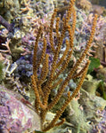 Orange Spiny Gorgonian, Small - Murcicea sp.