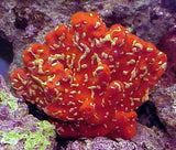 Red Ball Sponge with Zooanthis - Demospongiae