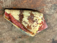 Regius Cone Snail, Conus regius