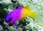Royal Grammas are a perfect addition to a reef aquarium.