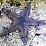 Sand Sifting Starfish Star - Astropecten duplicatus