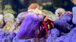 Scarlet Reef Hermit - Paguristes candenati