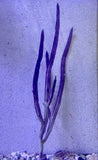 Purple Sea Blade Gorgonian
