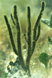 Purple Sea Blade Gorgonian - Pterogorgia sp.