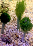 Assorted Marine Plant Set -  (25 Assorted)