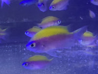 Sunshine Fish - Chromis insolata (6 Lot)