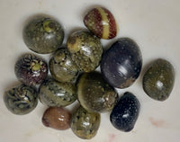 Nerite Snail - Nerita virginea - 6, 12 and 24 Lots