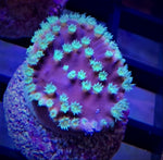 Coral Frag, Yellow Scroll